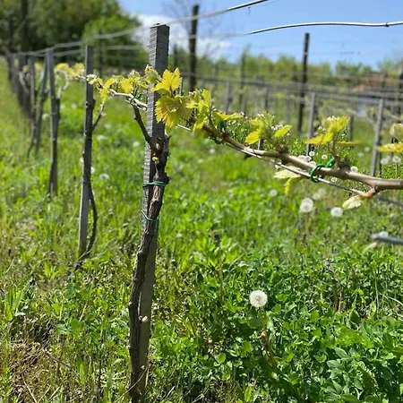 Sa Bazenom Vrnjacka Idila Apartamento *